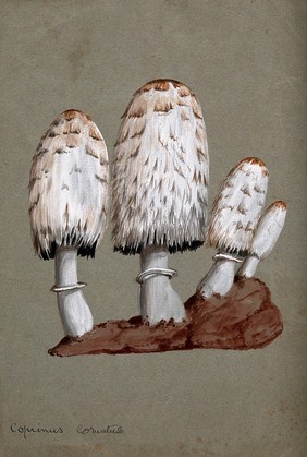 Shaggy ink cap or lawyer's wig fungus (Coprinus comatus): fruiting bodies on soil. Watercolour.