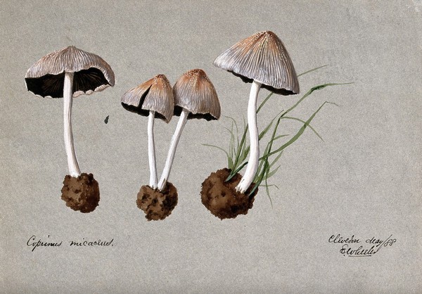 A fungus (Coprinus micaceus): four fruiting bodies. Watercolour by E. Wheeler, 1888.