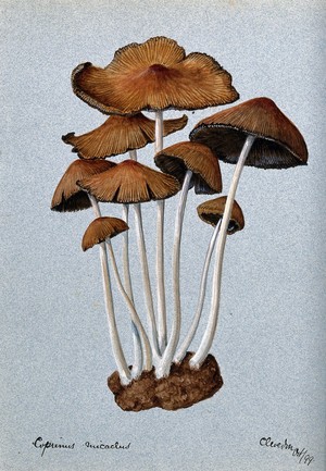 view A fungus (Coprinus micaceus): group of fruiting bodies. Watercolour, 1899.