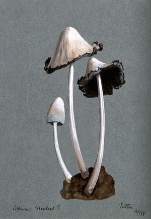 view A fungus (Coprinus niveus): three fruiting bodies. Watercolour, 1899.