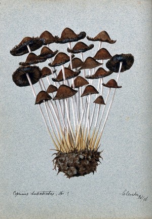 view A fungus (Panaeolus subbalteatus ?): group of fruiting bodies. Watercolour, 1896.