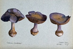 view A fungus (Cortinarius species): three fruiting bodies. Watercolour by R. Baker, 1893.