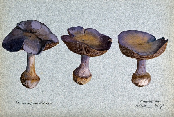 A fungus (Cortinarius species): three fruiting bodies. Watercolour by R. Baker, 1893.