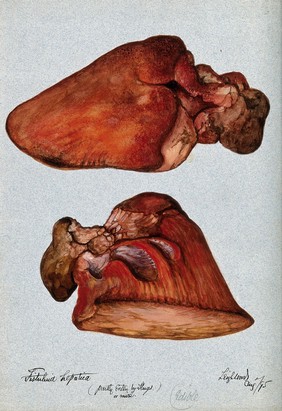 The beefsteak fungus (Fistulina hepatica): two fruiting bodies. Watercolour, 1895.