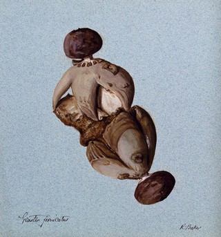 An earth-star fungus (Geastrum fornicatum): two fruiting bodies. Watercolour by R. Baker.