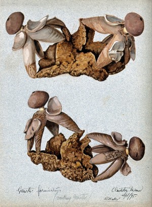 view An earth-star fungus (Geastrum fornicatum): four fruiting bodies. Watercolour by R. Baker, 1895.