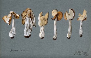 view A false morel fungus (Helvella crispa): six fruiting bodies. Watercolour by R. Baker, 1892.