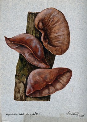 Jew's ear fungus (Hirneola auricula-judae): three fruiting bodies on wood. Watercolour, 1896.