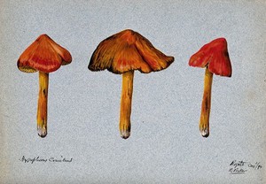 view A fungus (Hygrocybe conica): three fruiting bodies. Watercolour by R. Baker, 1894.