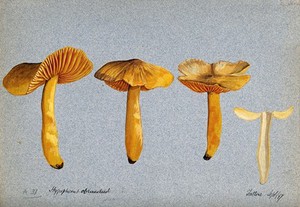 view A fungus (Hygrocybe obrussea): four fruiting bodies, one sectioned. Watercolour, 1897.