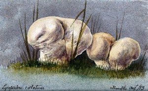 view Two puff balls (Lycoperdon species). Watercolour, 1883.