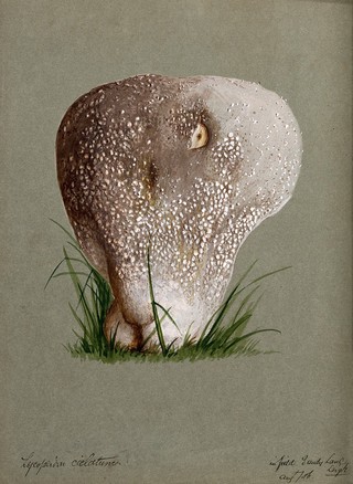 A puff ball (Lycoperdon species). Watercolour, 1886.