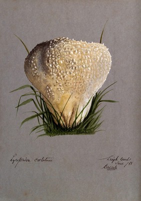 A puff ball (Lycoperdon species). Watercolour by E. Wheeler, 1888.