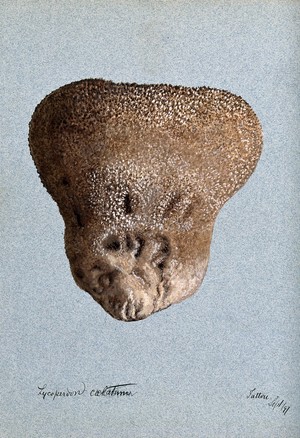 view A puff ball (Lycoperdon species). Watercolour, 1897.