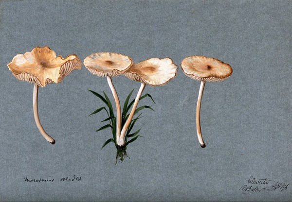 Fairy ring mushroom (Marasmius oreades): four fruiting bodies. Watercolour by R. Baker, 1896.