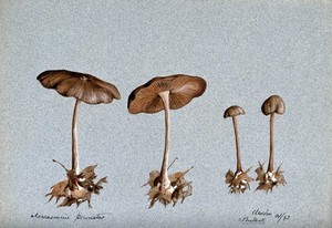 view Wood woolly foot mushroom (Collybia peronata): four fruiting bodies. Watercolour by C. Bucknall, 1893.