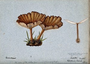 view A fungus (Marasmius species?): three fruiting bodies, one sectioned. Watercolour by C. H. Spencer Perceval, 1905.