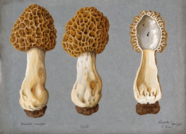 A morel (Morchella species): three fruiting bodies, one sectioned. Watercolour by R. Baker, 1896.