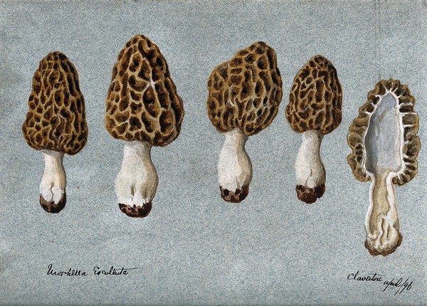 Common morel (Morchella esculenta): five fruiting bodies, one sectioned. Watercolour, 1896.