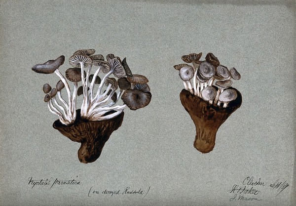 Parasitic fungi (Nyctalis species) growing on decayed Russula fungi. Watercolour by R. Baker, 1889.