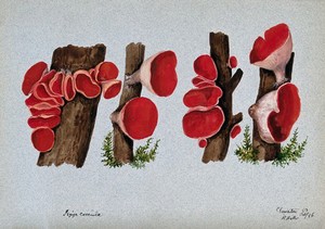 view Scarlet elf cup fungus (Sarcoscypha coccinea): fruiting bodies growing on wood. Watercolour by R. Baker, 1896.