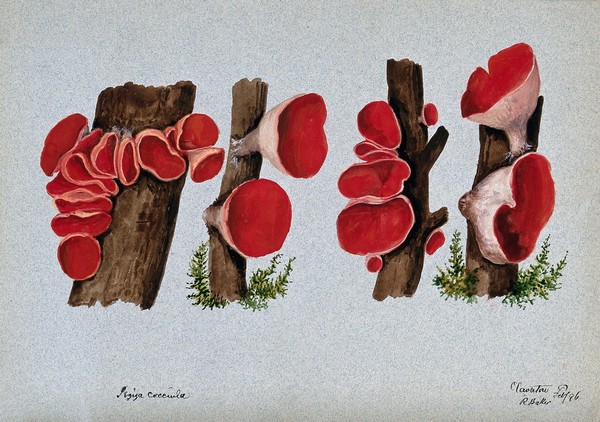 Scarlet elf cup fungus (Sarcoscypha coccinea): fruiting bodies growing on wood. Watercolour by R. Baker, 1896.