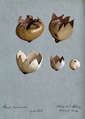 view A cup fungus (Peziza species): five fruiting bodies. Watercolour by C. Bucknall, 1894.