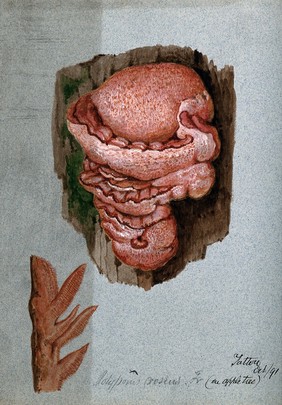 A bracket fungus (Polyporus species?): fruiting bodies on wood, some sectioned. Watercolour, 1891.