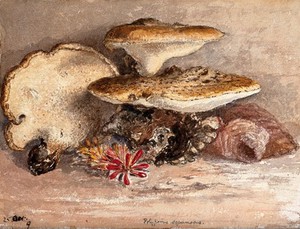 view A bracket fungus (Polyporus squamosus): group of fruiting bodies. Watercolour.