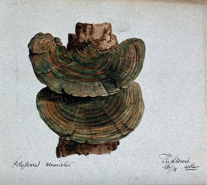 A bracket fungus (Coriolus versicolor): fruiting bodies growing on wood. Watercolour by A. Wheeler, 1889.