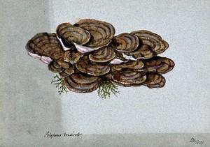 view A bracket fungus (Coriolus versicolor): a large group of fruiting bodies. Watercolour, 1902.