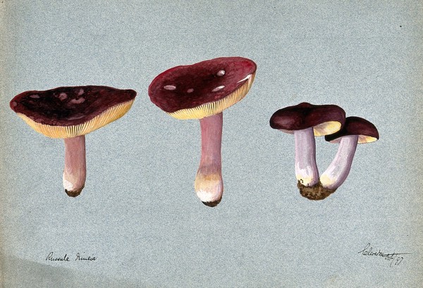 A fungus (Russula species): four fruiting bodies. Watercolour, 1897.