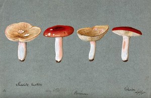 view The sickener fungus (Russula emetica): four fruiting bodies. Watercolour, 1895.