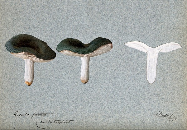 A fungus (Russula species): three fruiting bodies, one sectioned. Watercolour, 1896.