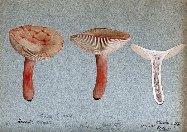 A fungus (Russula queletii?): three fruiting bodies, one sectioned. Watercolour by E. Wheeler, 1893.