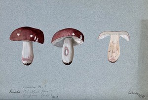 view A fungus (Russula species): three fruiting bodies, one sectioned. Watercolour, 1899.