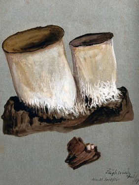 An unidentified fungus: two fruiting bodies on wood, both life sized and enlarged. Watercolour by M. Webber, 1889.