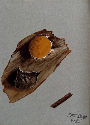 view An unidentified fungus: one fruiting body on wood, both life sized and enlarged. Watercolour by E. Wheeler, 1888.