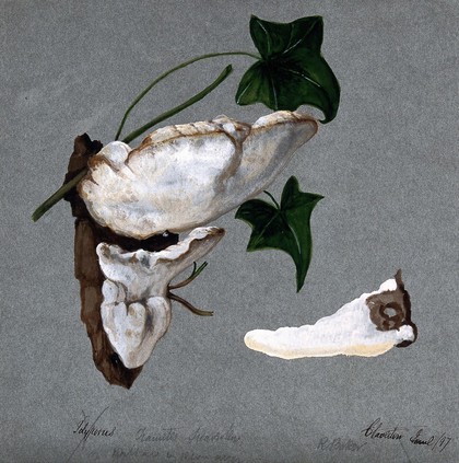 A bracket fungus (Trametes suaveolens): two fruiting bodies growing on wood and a separate one sectioned. Watercolour by R. Baker, 1897.