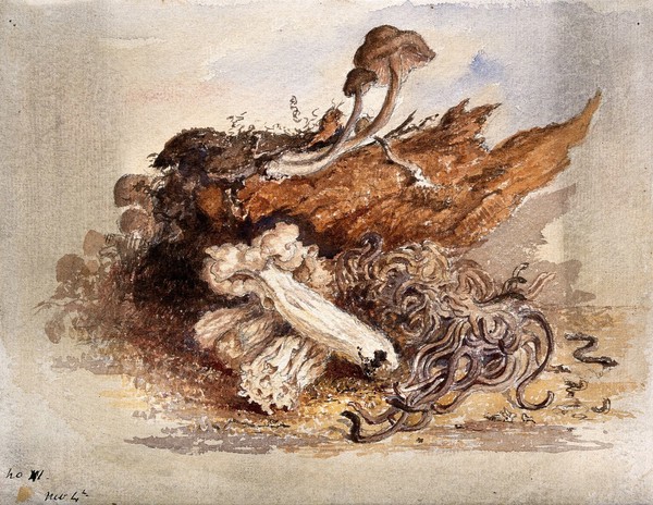 A group of fungi, possibly including Clavaria and Agaricus species. Watercolour.