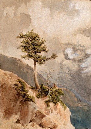 view Young juniper tree (Juniperus nigra) on a ridge top in Nepal. Watercolour by H. Schlagintweit, 1855.