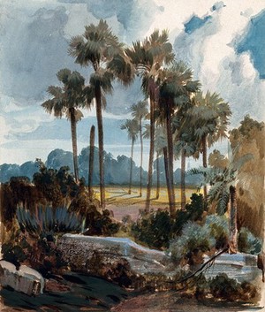 view Palmyra palm trees (Borassus flabellifer) near Madras, India. Watercolour by H. Schlagintweit, 1855.