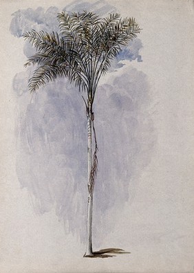 A palm tree found on the River Wenamu, Guyana. Watercolour by E.A. Goodall, 1846.