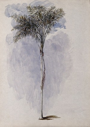 view A palm tree found on the River Wenamu, Guyana. Watercolour by E.A. Goodall, 1846.