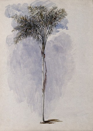 A palm tree found on the River Wenamu, Guyana. Watercolour by E.A. Goodall, 1846.