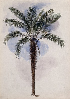 Murumuru palm tree (Astrocaryum murumuru Mart.) in Guyana. Watercolour by E.A. Goodall, 1846.