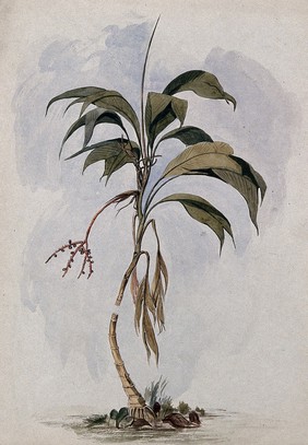 A palm tree (Geonoma species). Watercolour by E.A. Goodall, 1846.