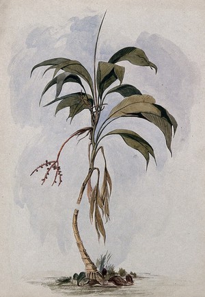 view A palm tree (Geonoma species). Watercolour by E.A. Goodall, 1846.