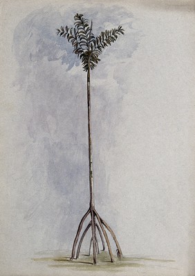 A palm tree (Socratea exorrhiza (Mart.) H. Wendl.) in Guyana, with aerial roots. Watercolour by E.A. Goodall, 1846.