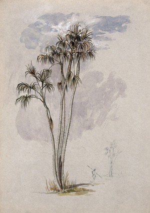 view The prickly ita palm (Mauritia armata) with a man and smaller palm in the distance. Coloured pencil drawing after C. Goodall, 1846.